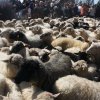 Opening sheep grazing season - traditional pastoral event in Ludzimierz  